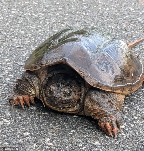 I like turtles Lake Royale, North Carolina #LakeRoyale #LakeLife #LakeRoyaleLife #LakeLifestyle #photography #naturephotography I Like Turtles, Snapping Turtle, Graphics Design, Turtles, North Carolina, Lake, Photography, Animals, Design