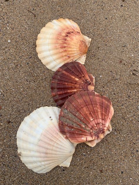 #shells #aesthetic #beach Beach Sea Shells Aesthetic, Sea Shells Photography, Shells Aesthetics, Gouache Reference, Shells On Beach, Aesthetic Shells, Shells Aesthetic, Song Of The Sea, Boat Life