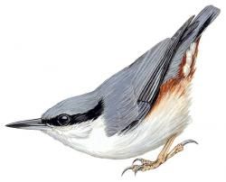 Eurasian Nuthatch (Sitta europaea) Nuthatch Bird, Nuthatches, Bird Drawing, Colored Pencil Techniques, Desert Painting, Watercolor Flowers Paintings, Birds Tattoo, Bird Drawings, Watercolor Bird