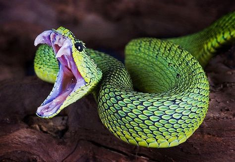 My what big teeth you have. Snake Attacking, Angry Snake, African Bush Viper, Bush Viper, Snake Photos, Viper Snake, Triangle Head, Poisonous Snakes, Pit Viper