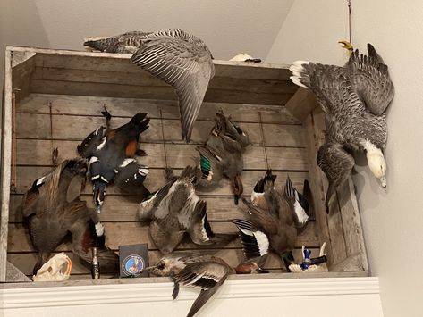 Duck Taxidermy, Duck Hunting Decor, Duck Mounts, Taxidermy Shop, European Mounts, Waterfowl Taxidermy, Duck Mount, Animal Mounts, Bird Taxidermy