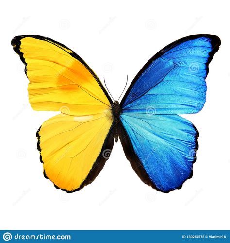 Yellow And Blue Butterfly, Butterfly Bouquet, Pallet Flag, About Butterfly, Butterfly Cake Topper, Butterfly Background, Butterfly Blue, Birthday Cake Topper Printable, Butterfly Template