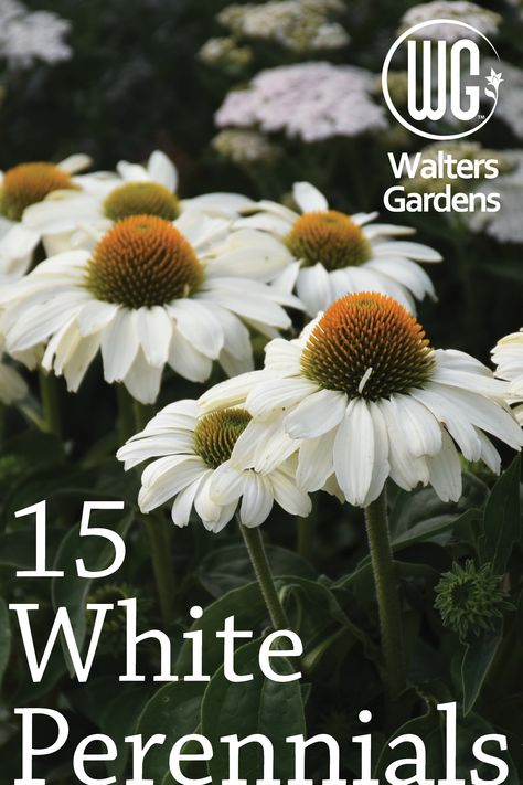 White Planting Schemes, White Plants Landscaping, White Perrenial, All White Flower Garden, White Perennials Full Sun, White Coneflower Landscape, White Flowers For Garden, White Flowers Front Yard, Morning Sun Plants Perennials