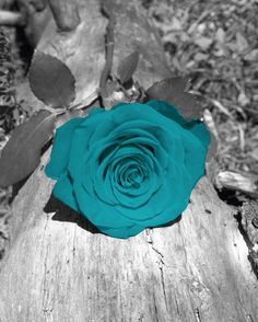 BEAUTIFUL TURQUOISE ROSE! Color Splash Photo, Color Splash Photography, Splash Photography, Rose Wall Art, Teal And Grey, Beautiful Rose Flowers, Aqua Turquoise, White Picture, Rose Wallpaper