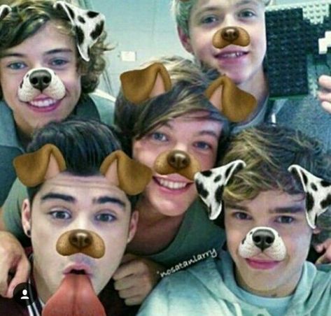 One D, Cute Little Puppies, Little Puppies, Liam Payne, Niall Horan, Louis Tomlinson, One Direction, Dogs