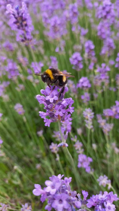 Lavender
Bee
Bumblebee
Reference
Purple
Green
Flower
Flowers
Spring
Summer
Insects
Hive
Bee sitting on a flower
Bees on lavender Lavender Farm Aesthetic, Lavender Branding, Bee And Lavender, Bee On Lavender, Mini Aesthetic, Textiles Gcse, Moodboard Images, Table Calendar, Small Insects