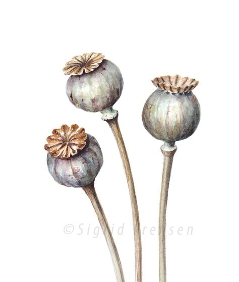 Poppy Pods | Pods of Papaver somniferum in watercolour. | Sigrid de Vries - Frensen | Flickr Poppy Seed Pods, Poppy Pods, Poppy Seed Dressing, Poppies Tattoo, Seed Pod, Watercolor Poppies, Poppy Seed, Scientific Illustration, Botanical Drawings