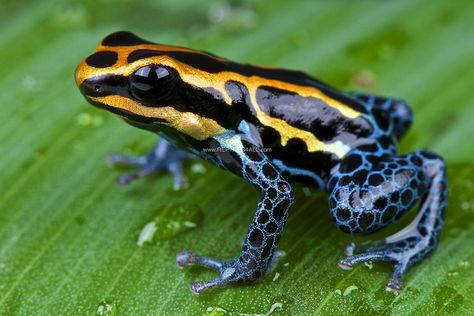 Amazon dart frog / Ranitomeya ventrimaculata | Flickr - Photo Sharing! Dart Frog, Dart, Green