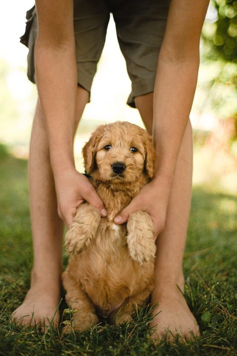 Puppy Photoshoot Ideas For Sale, Puppy Photoshoot Ideas Dog Owners, New Puppy Photoshoot Ideas, New Puppy Photoshoot, Puppy Photoshoot Ideas, Puppy Photo Shoot, Puppy Walking, Puppy Photoshoot, Faith Photography