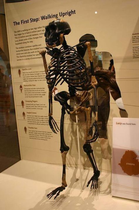 The Story Of Lucy - A Humanoid Skeleton That Is 3.2 Million Years Old Carnivore Teeth, Pelvic Bone, Beatles Songs, A Skeleton, Arizona State University, Wisdom Teeth, Missing Link, Science And Nature, Aging Signs