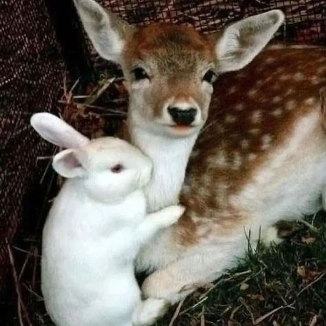 Animal Photography Wildlife, Animal Hugs, Puppies Cute, Photography Wildlife, Animal Images, Baby Deer, Animal Quotes, Cute Little Animals, Beautiful Creatures