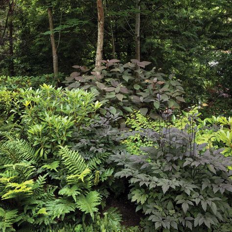 Landscape In Woods, Woods Garden Ideas, Sloped Woodland Garden, North Woods Landscaping Ideas, Woodland Slope Garden, Paths In The Woods, Woodland Hillside Landscaping, Pacific Northwest Shade Garden, Gardening In The Woods