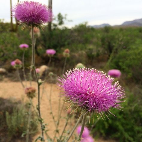 Catalina State Park, Oro Valley, Arizona Spring blooms. (Photo via Instagram by @tony1061) Oro Valley Arizona, Desert Love, Sand Rock, Travel Arizona, Superstition Mountains, Fun Outdoor Activities, Explore Dream Discover, Desert Flowers, Mesa Arizona