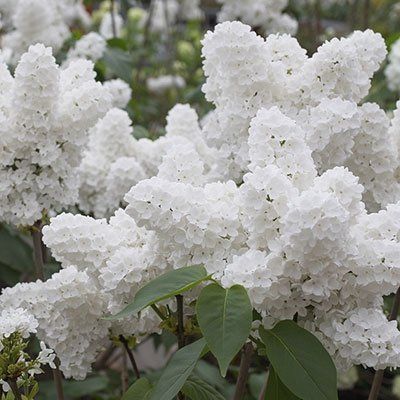 Amazon.com : 25 White Japanese Lilac Seeds (Extremely Fragrant)/ : Garden & Outdoor Prune Lilac Bush, Japanese Lilac, Lilac Bushes, Lilac Tree, Beauty Flowers, Bonsai Flower, Mosquito Repelling Plants, Fragrant Plant, Bonsai Plants