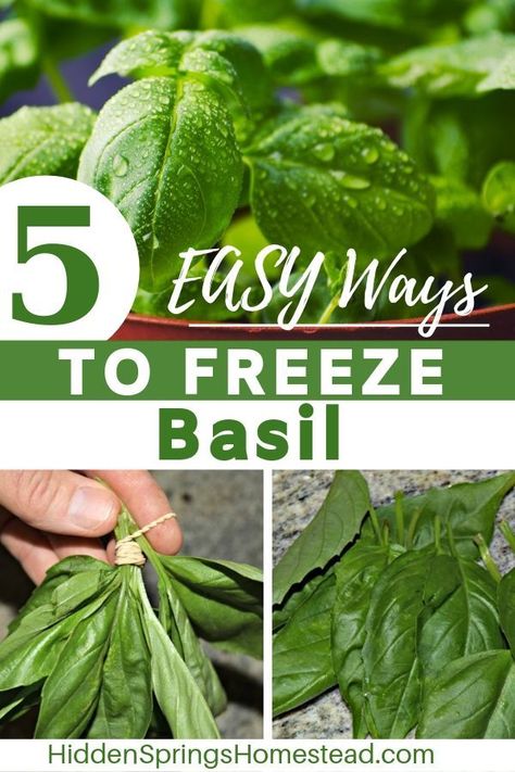 Freezing Herbs In Olive Oil, Basil Freezer Recipes, How To Freeze Basil Leaves Ice Cubes, How To Save Basil Leaves, Save Basil Leaves, Can You Freeze Fresh Basil, Freezing Basil In Olive Oil, How To Save Fresh Basil, Freezing Fresh Herbs Ice Cube Trays