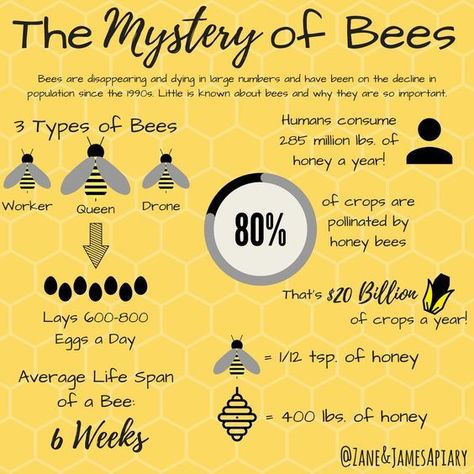 Bees Quotes, Style Words, Honey Bee Facts, Quotes Illustration, Honey Farm, Types Of Bees, Bee Friendly Garden, Backyard Beekeeping, Bee Farm