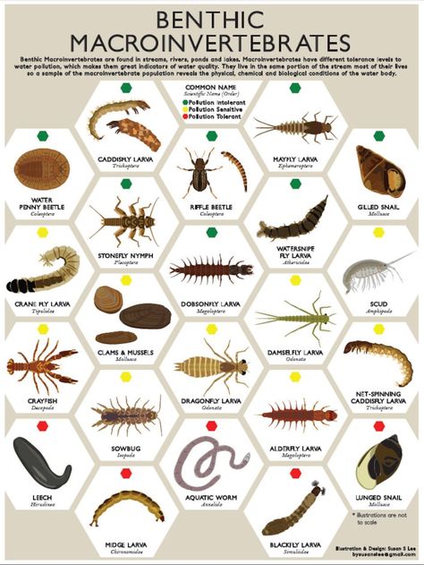 Macroinvertebrate Insect Poster Print Environmental Education, Stream Health 18x24 DIGITAL DOWNLOAD no Hardcopy - Etsy Insect Poster, Entomology Illustration, Parasitic Worms, Aquatic Insects, Dragonfly Larvae, Crane Fly, Mayfly, Educational Poster, Survival Life Hacks