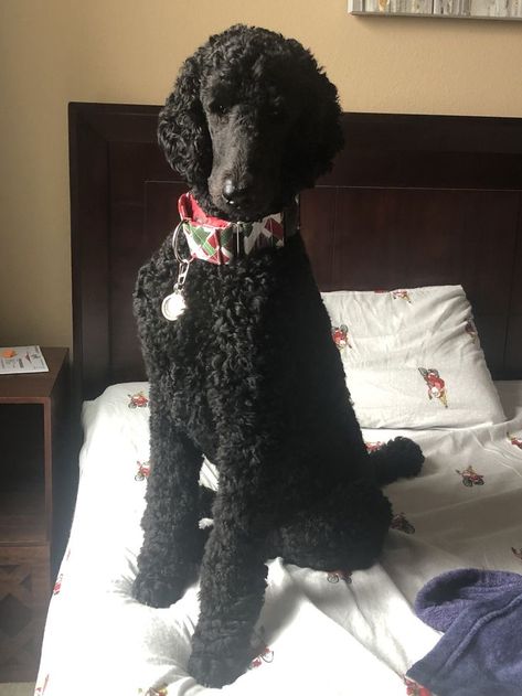 Black Standard Poodle Haircut Styles, Standard Poodle Haircut Styles, Poodles Miniature, Standard Poodle Cuts, Standard Poodle Grooming, Standard Poodle Haircuts, Poodle Haircut Styles, Black Standard Poodle, Poodle Haircut