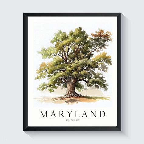 Amazon.com: Maryland State Tree Art Print, Maryland Poster Wall art Decor, Maryland State Map Travel Poster, Home Office Wall Decoration, Bedroom, Living Room Artwork. (Maryland E, 11x14 inches (Unframed)): Posters & Prints Michigan Poster, Bald Cypress Tree, Tree Symbol, White Oak Tree, Pine Tree Art, White Pine Tree, Michigan Art, Bald Cypress, Dog Pop Art