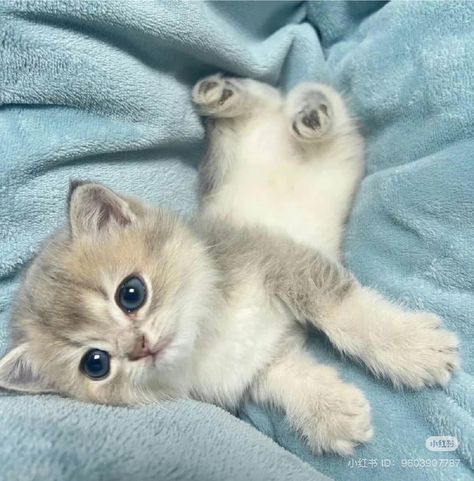 Gato Munchkin, Munchkin Kitten, Small Kittens, Cute Small Animals, Image Chat, Cute Little Kittens, Silly Cats Pictures, Cute Cats Photos, Baby Kittens