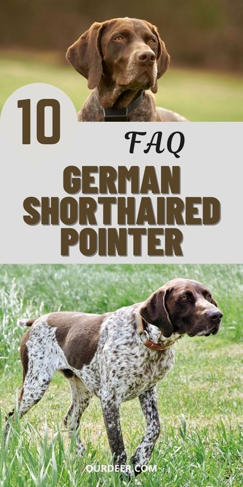 The German Shorthaired Pointer, a dog bred specifically as a hunting companion and working dog, is good natured, friendly, and eager to please. #breedoverview #GermanShorthairedPointer #GermanShorthairedPointerbreed #germanshepherddog #GermanShorthaired #ShorthairedPointer Gsp Puppies Training, German Pointer Puppy, German Wirehaired Pointer Puppy, German Shorthaired Pointer Puppies, Gsp Puppy, Bird Dog Training, German Short Haired Pointer Puppy, Dogs Hunting, German Shorthaired Pointer Training