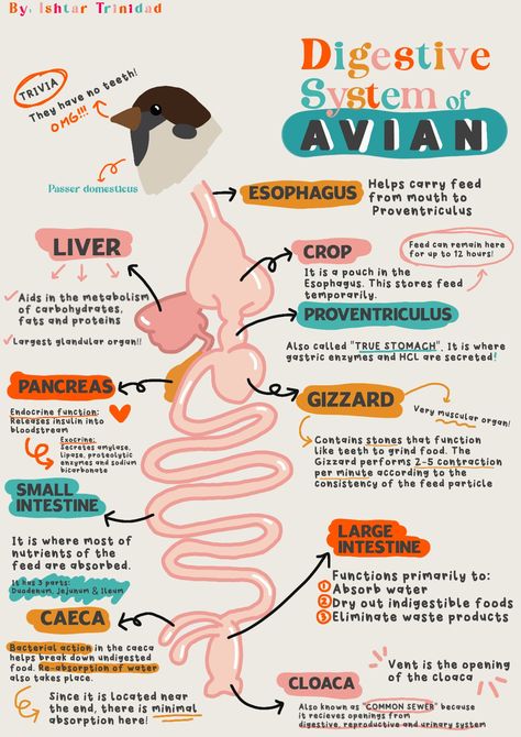 Infographic on Avian Digestive System Animal Anatomy Study, Veterinary Anatomy Notes, Vet Anatomy Notes, Vtne Prep Veterinary Technician, Vet Infographics, Veterinary Tattoo Ideas, Veterinary Notes, Veterinary Technician Student, Veterinary Medicine Student