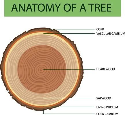 Tree Anatomy, Anatomy, Trunk, Vector Art, Tree Trunk, For Free, Clip Art, Plants, Art