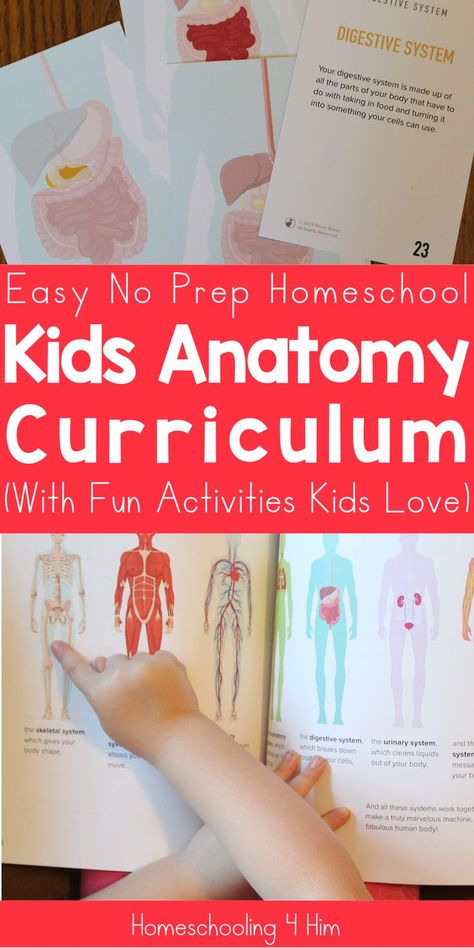 This easy no prep homeschool human anatomy curriculum is perfect for kids in elementary, middle, or high school. The simple kids anatomy activities will help your child learn about the human body and each colorful reference drawing will keep kids engaged. Learn more here. Anatomy Activities, Human Body Homeschool, Human Body Systems Projects, Homeschool Science Projects, Body Systems Project, Kindergarten Homeschool Curriculum, Homeschool Preschool Curriculum, Human Body Unit, Kindergarten Curriculum