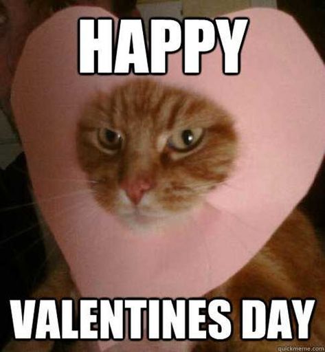 Valentine Memes, Funny Valentine Memes, Happy Valentines Day Funny, Hate Valentines Day, Happy Memes, Valentines Memes, Valentines Day Memes, Valentines Day Cat, Valentines For Singles