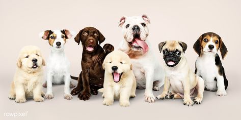 Group portrait of adorable puppies | premium image by rawpixel.com / Teddy Rawpixel Puppy Portraits, Group Portrait, Easiest Dogs To Train, Page Instagram, Best Puppies, Most Popular Dog Breeds, Labrador Retriever Puppies, Border Terrier, Shetland Sheepdog