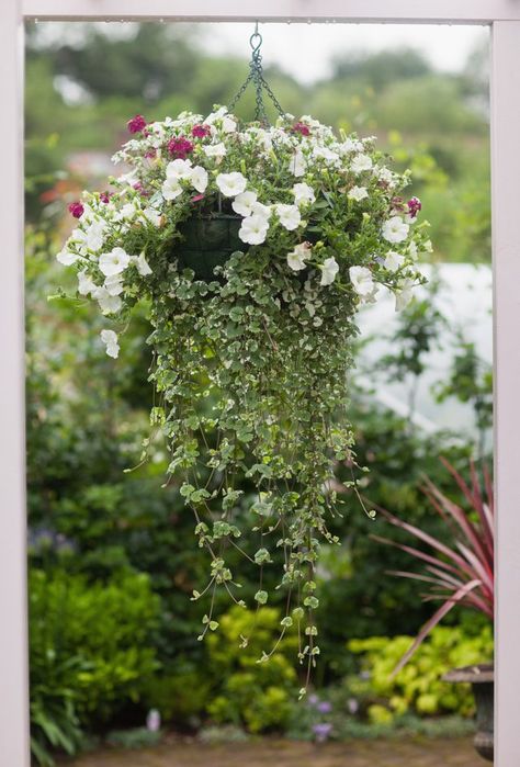 Delicate flowers over cascading foliage give bridal veil (Gibasis geniculata) its name. Also known as Tahitian bridal veil, it is hardy in U.S. Department of Agriculture plant... Bridal Veil Plant Care, Bridal Veil Plant, Hanging Plants Outdoor, Hanging Plants Diy, Flower Veil, Hanging Flower Baskets, Hanging Plants Indoor, Indoor Plant Care, Wall Garden