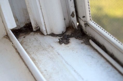 How to Easily Clean Window Tracks Best Way To Clean Window Sills, Cleaning Window Seals, How To Clean Old Windows, Best Way To Clean Window Tracks, Window Sill Cleaning Hack, How To Clean Window Sills, How To Clean Window Tracks, Clean Window Sills, Crank Out Windows