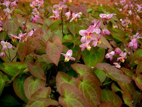 Epimedium x versicolor 'Cherry Tart' Epimedium Rubrum, Bishop Hat, Pnw Garden, Shade Gardens, Hat Flower, Flower Garden Design, Border Plants, Unusual Plants, Cherry Tart