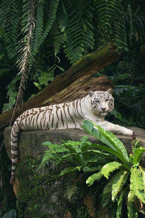 Tiger Pictures, Majestic Animals, White Tiger, Jungle Animals, Animal Photo, Nature Animals, Beautiful Cats, 귀여운 동물, Big Cats