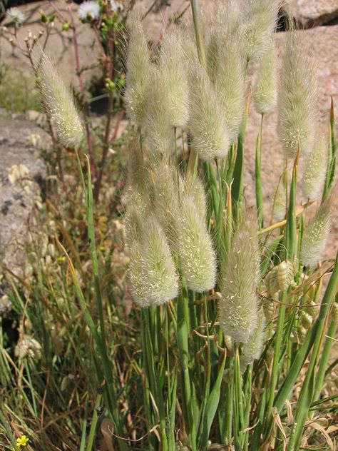 Bunny tail grass is an excellent addition to gardens designed with children in mind. Its soft, fuzzy flowers look like rabbits' tails and beg to be touched. Dracaena Massangeana, Lagurus Ovatus, Dracaena Marginata, Albizia Julibrissin, American Meadows, Mediterranean Plants, Bunny Tails, Spring Plants, Sandy Soil