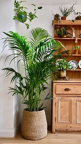 Tall Bedroom Plants, Large Indoor Plants Living Rooms, Bedroom Snake Plant, Tall Houseplants, Indoor Pine Tree Houseplant, Small Monstera Plant, Home Jungle Houseplant, Large House Plants, Lucky Bamboo Plants Decor