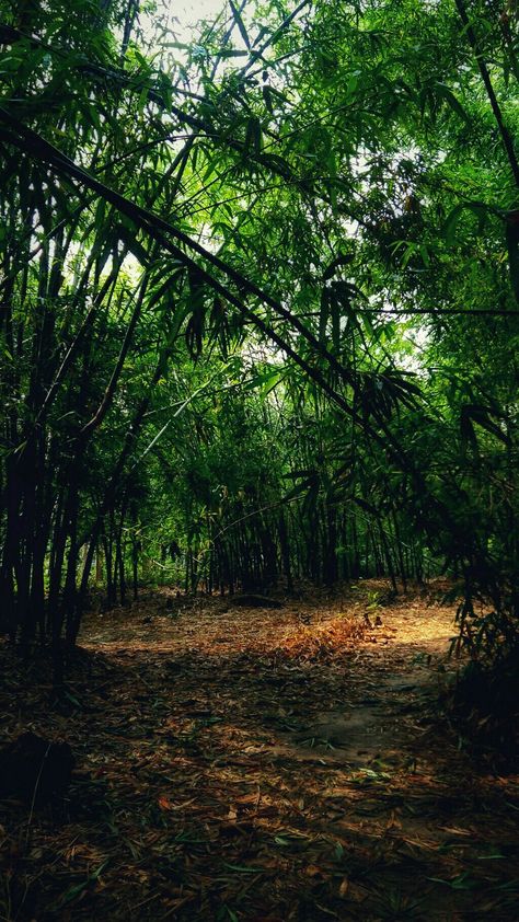 Bamboo Photoshoot, Jungle Pic, Bamboo Jungle, Jungle Pictures, Pink Wallpaper Hello Kitty, Random Photography, Jungle Forest, Mud House, Elephant Pictures