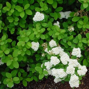 Spiraea betulifolia 'Tor' (Birchleaf Spirea) Birchleaf Spirea, Hue Lights, Deer Resistant Plants, Tiny White Flowers, Garden Shrubs, Leaf Texture, Red And Purple, Late Spring, Fragrant Flowers