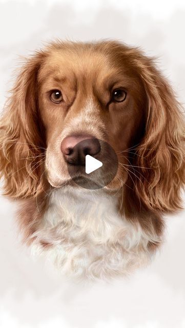 Jack ✎ on Instagram: "If you stayed, Thank you ❤️

…& what do you think of my latest drawing? 

#drawing #petportrait #realism #art #artist #petportraitartist" Latest Drawing, Drawing Drawing, Realism Art, Think Of Me, Portrait Artist, Realism, Pet Portraits, Art Artist, You Think