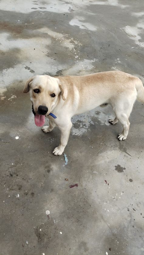 One year old Lebra very active Lebra Dog Puppy, Lebra Dog, Baby Labrador, Old Labrador, Native American Indian Dog, American Indian Dog, Labrador Puppies For Sale, Brother Birthday Quotes, Indian House