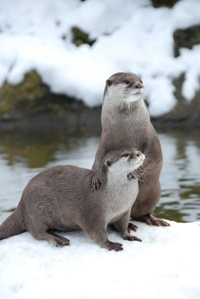 I love this otter portrait! These otters are in their natural element which makes it extra nice. Cute Otters, River Otters, Otters Cute, Otter Love, Baby Otters, Sea Otters, River Otter, Animal Reference, Sea Otter