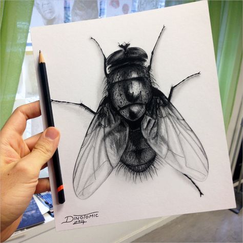 Charcoal Drawing of Fly Insect Drawings, Drawing Dragon, Charcoal Artwork, Fly Drawing, Illusion Drawings, Realistic Pencil Drawings, Sketches Pencil, Charcoal Drawings, Charcoal Sketch