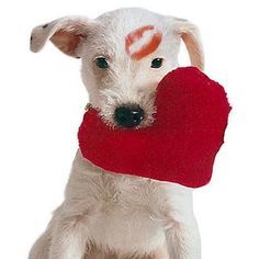 My love pets Inexpensive Valentines Day Ideas, Image St Valentin, Selamat Hari Valentine, Hari Valentine, Love My Dog, My Funny Valentine, Puppy Mills, Funny Valentine, Pet Store