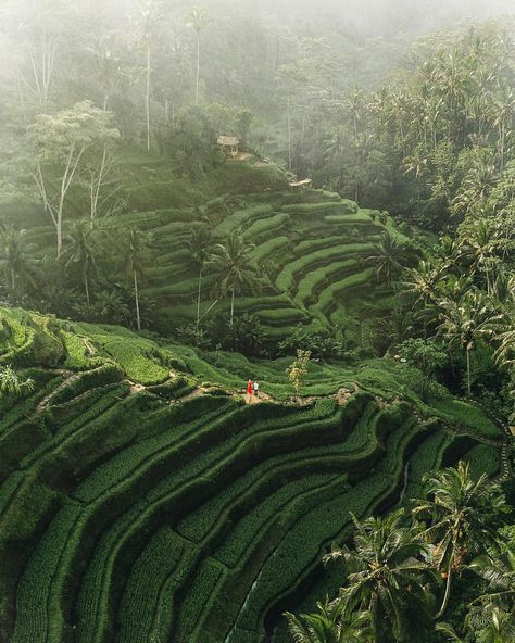 4,035 Likes, 66 Comments - Bali Destinations (@balidestinations) on Instagram: “Tried to find a Christmas tree in #Ubud but.. 🤷🏼‍♂️🤷🏼‍♀️🌴 Picture by @leaguetravels” Bali Destinations, Campuhan Ridge Walk, Tegalalang Rice Terrace, Bali Interiors, Bali Sunset, Best Rice, Rice Field, Bali Beaches, Rice Fields