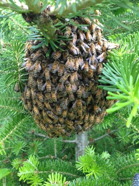 Honey Bee Swarm, Asian Medicine, Aesthetic Health, Tattoo Health, Garden Therapy, Bee Swarm, Buzzy Bee, I Love Bees, Bee Skep