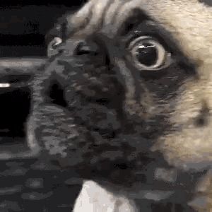 Pug Reaction GIF - Tenor GIF Keyboard - Bring Personality To Your Conversations | Say more with Tenor Pin Cute, Weird Stories, Like Animals, Funny Dog Videos, Friends Quotes Funny, Animals Dogs, Funny Games, Funny People, Say What