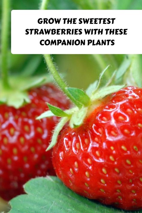 Growing strawberries with other plants is an effective way to enhance fruit size and health. Companion planting can attract beneficial insects and pollinators, essential for strawberries to produce fruit. Some companions also repel pests or Companion Plants For Strawberries, Companion Planting Strawberries, Homestead Planning, Strawberry Companion Plants, Companion Planting Chart, Growing Onions, Natural Pesticides, Strawberry Garden, Companion Plants