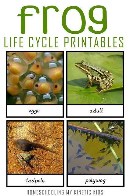 Montessori-Inspired Frog Life Cycle 3-Part Cards - In Our Pond Frog Montessori, Frog Life Cycle Printable, Frog Life Cycle Activities, Pond Life Theme, Frogs Preschool, Life Cycles Preschool, Cycle Pictures, Life Cycle Of A Frog, Ladybug Life Cycle