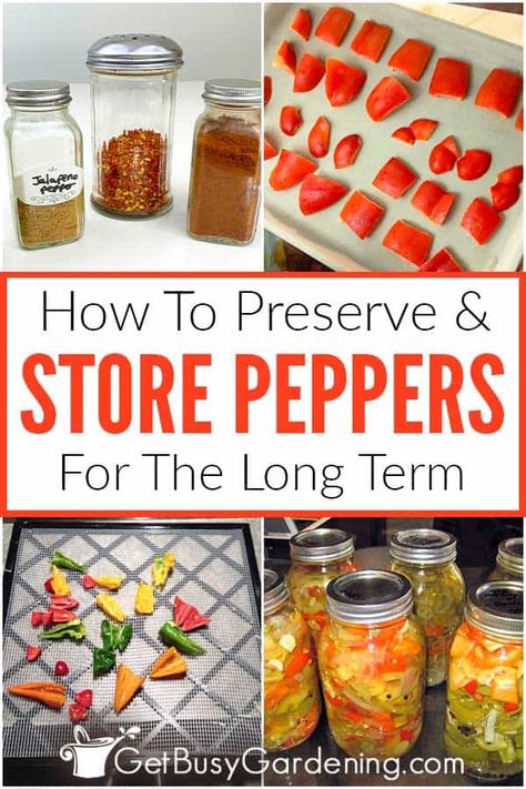 Did you plant lots of peppers this year, and you’re wondering what to do with all that fresh produce before it goes bad? There are lots of ways to store them for later beyond the fridge. Learn all best ways to preserve peppers of all varieties – sweet, mild, or hot! Save your summer garden into the fall and winter by drying, canning, or freezing your bounty. Find out how to cut peppers for storing, which peppers will last the longest, and where to keep them to prevent undesired drying or mold. How To Preserve Fresh Bell Peppers, Preserve Peppers In Vinegar, Preserve Sweet Peppers, Freezing Peppers How To, Preserving Peppers Canning, How To Store Green Peppers In Fridge, Preserving Sweet Peppers, How To Preserve Red Bell Peppers, How To Freeze Red Peppers