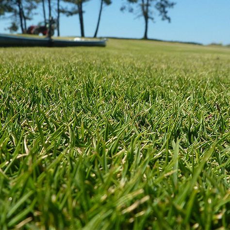 Zoysia Grass - Pros and Cons Plus Expert Tips for Growing a Healthy Zoysia Lawn - Lawn and Petal Kindergarten Landscape, Zoysia Lawn, Zoysia Grass Seed, Zoysia Sod, Sod Grass, Centipede Grass, Grass Types, Zoysia Grass, Bermuda Grass